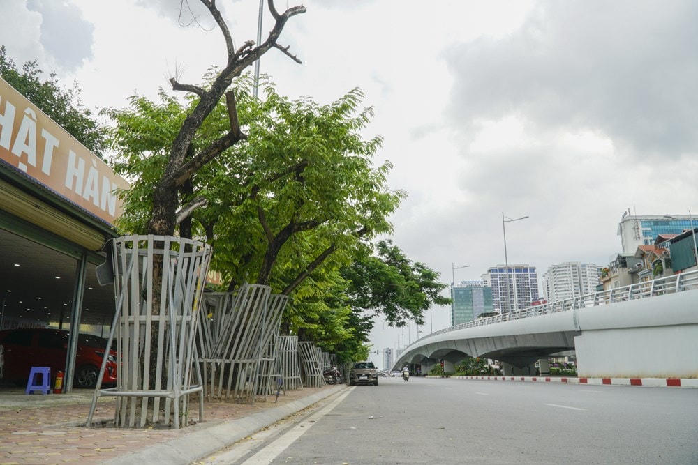Từ lúc di dời địa điểm trồng cây, hàng sưa đỏ mặc dù được chăm sóc, quan tâm những vẫn có 1 số cây héo khô chỉ còn lại phần gỗ trơ trọi giữa đường, không còn cành, lá. (Ảnh: Minh Hiếu/Vietnam+).