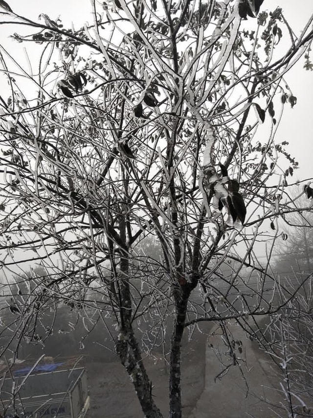 Sa Pa 'đông cứng' trong băng tuyết, đỉnh Khau Phạ cũng 'hóa đá'