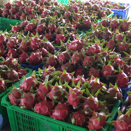 Những giỏ thanh long tươi ngon, vừa được nông dân thu hái.