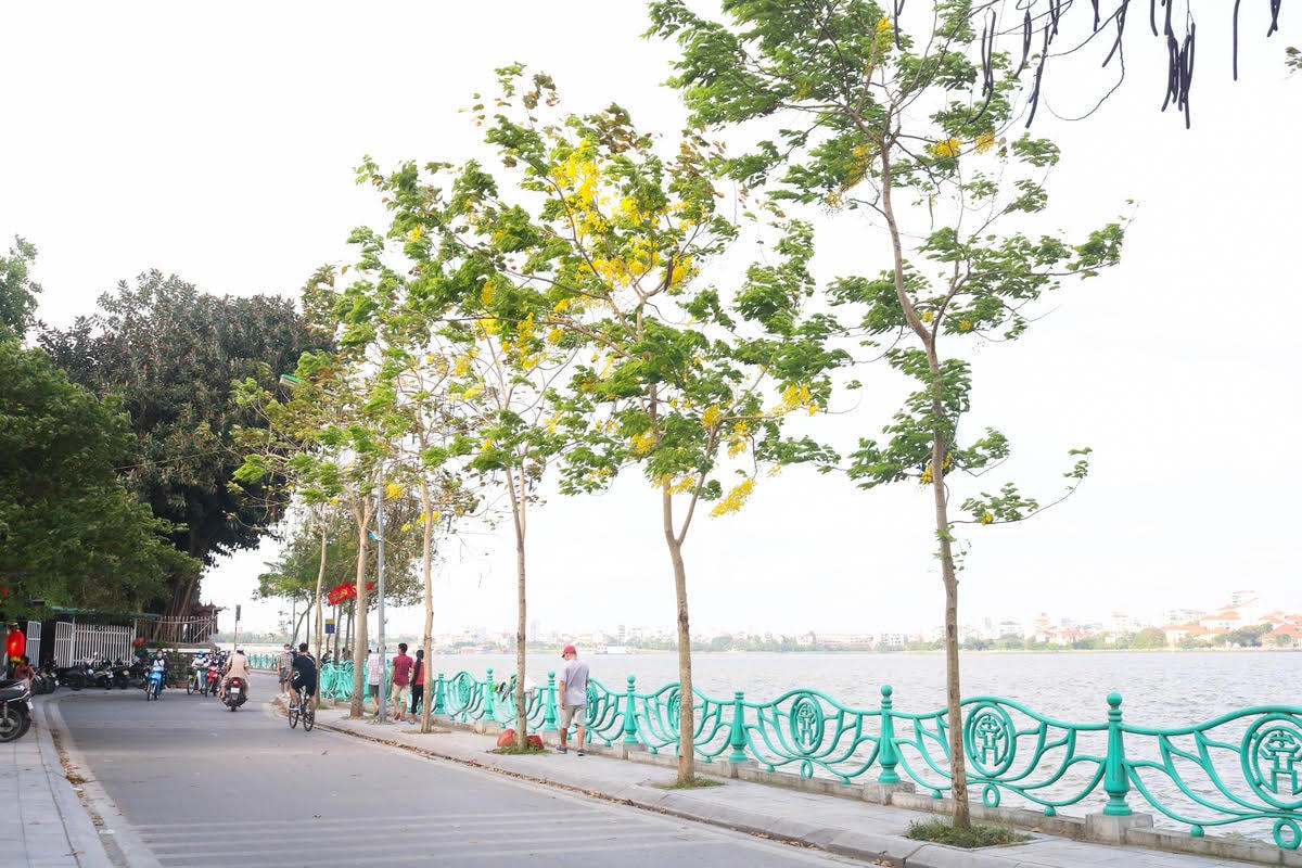 Nhiều người dân đi dạo quanh hồ dưới tán hoa muồng yến. Ảnh: Doãn Nhàn.