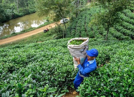 Đồi chè xanh mướt ở xã Bình Sơn, huyện Triệu Sơn (THanh Hoá). Ảnh: Hoàng Đông