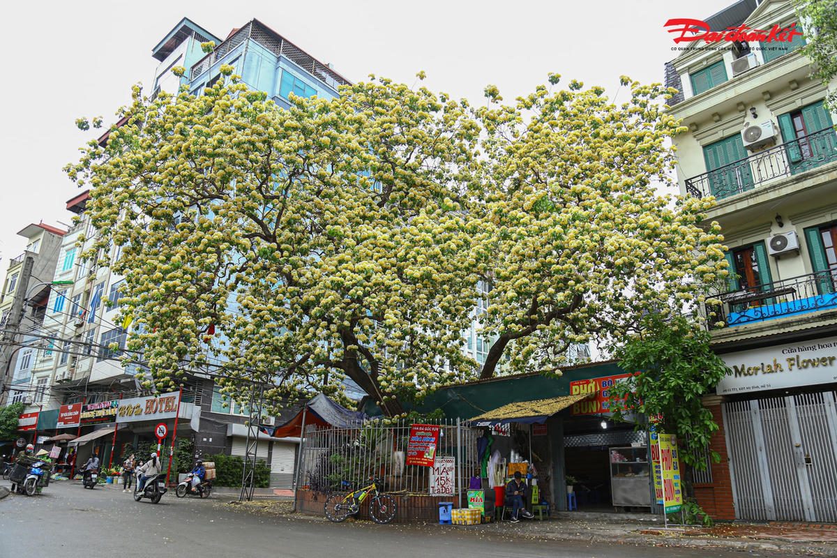 Cây hoa Bún có tuổi đời hơn 300 năm đã gắn bó bao đời với người dân trong làng Đình Thôn đang trổ hoa vàng rực rỡ.