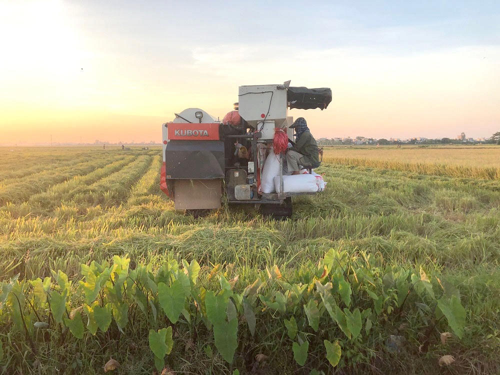 Thay vì phải gặt tay như ngày trước, những cánh đồng này được thu hoạch bằng máy, tiện lợi hơn rất nhiều, bà con nông dân cũng đỡ vất vả hơn. Giá gặt bằng máy sẽ dao động từ 120 - 150 nghìn đồng/sào, tùy vào từng nơi và địa hình.  