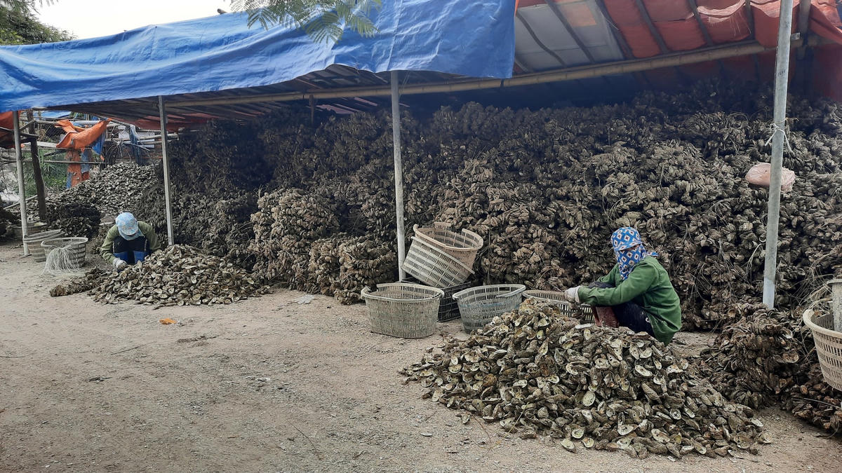 Một cơ sở khai thác hàu tại thị trấn Cái Rồng (huyện Vân Đồn, tỉnh Quảng Ninh)