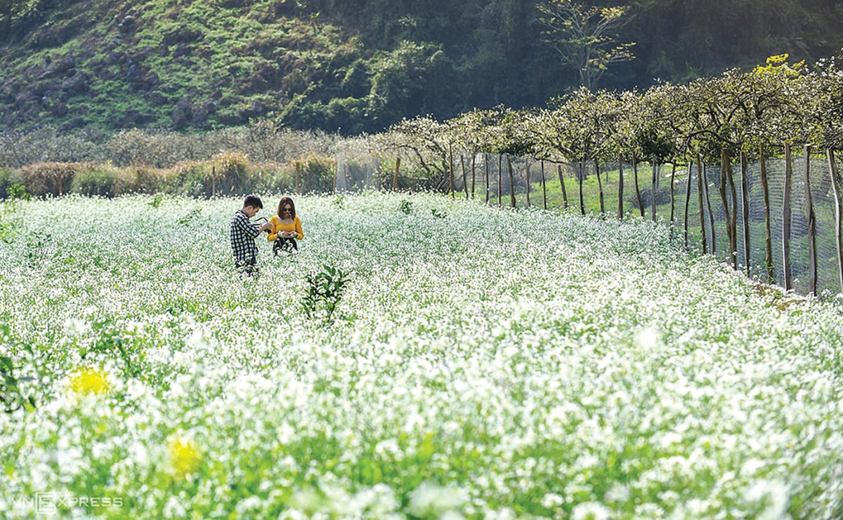 Mùa hoa cải tại thung lũng Nà Ka.