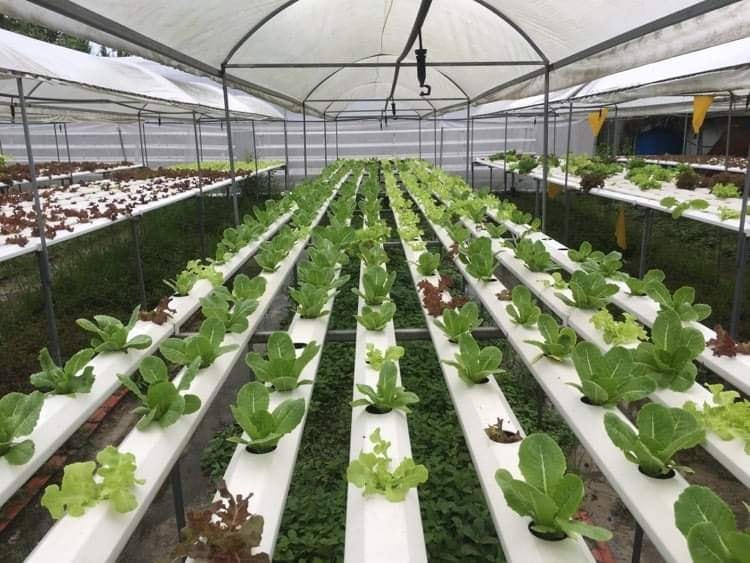 Mô hình trồng rau thủy canh ở quận Bình Thủy, TP Cần Thơ