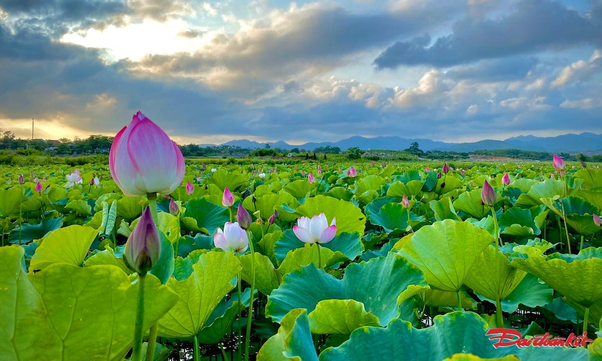 Dễ trồng, ít bị sâu bệnh, vốn đầu tư thấp, thích nghi tốt với những vùng đất trũng, cây sen đã và đang trở thành cây “hái ra tiền” của người dân xã Tràng An (TX Đông Triều).