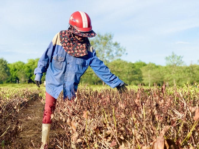 Những cánh đồng khô cháy ở Hà Tĩnh.