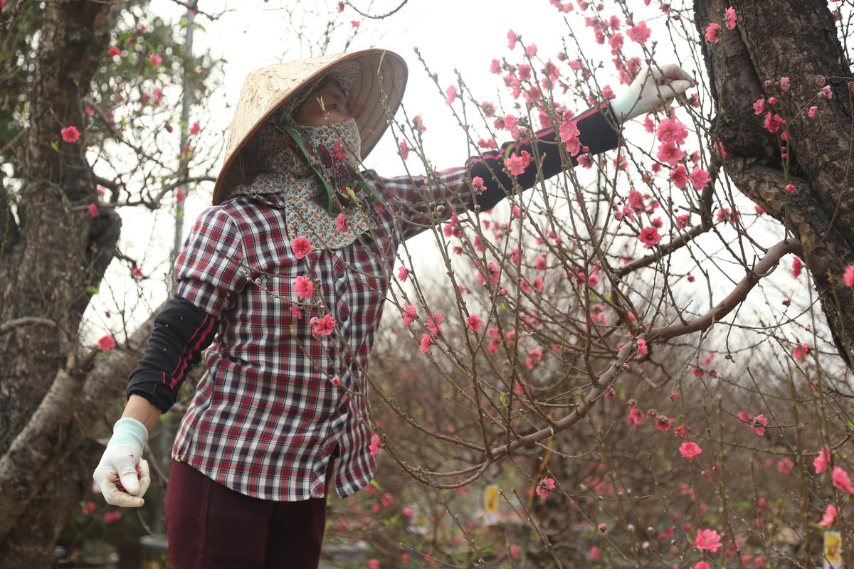 Cô Xuyến tranh thủ tỉa bớt hoa để cho nụ mới nở, chờ ngày đem giao cho khách. Ảnh: Trang Ngân.