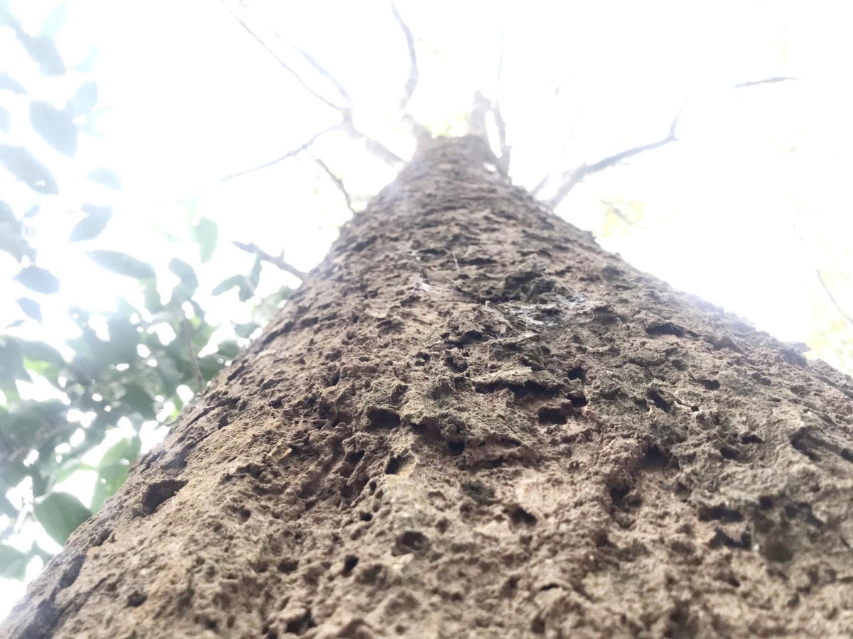Hàng tháng, bản tổ chức một đội tuần tra kiểm đếm các gốc đinh hương trong rừng, cây nào tự gãy đổ thì mới cho người dân tận thu để làm nhà, còn nếu phát hiện chặt sẽ “truy” và đề nghị xử lý theo quy định của pháp luật. Bởi đối với người dân bản Na Hang, khu rừng đinh hương là "báu vật" muôn đời của họ.