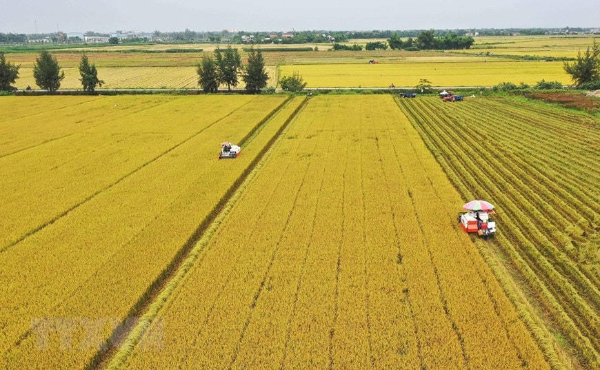 Cánh đồng mẫu lớn vụ hè thu tại Thừa Thiên- Huế năm 2019- ảnh: Ban Kinh tế Trung ương
