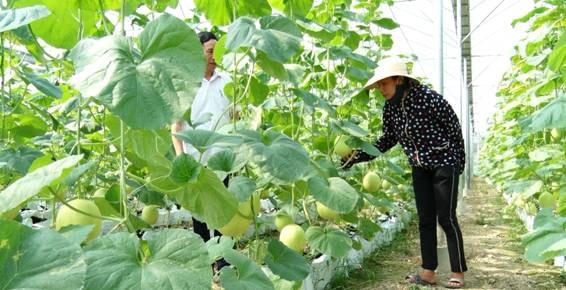 Mô hình trồng dưa vàng tại huyện Thọ Xuân, Thanh Hoá.