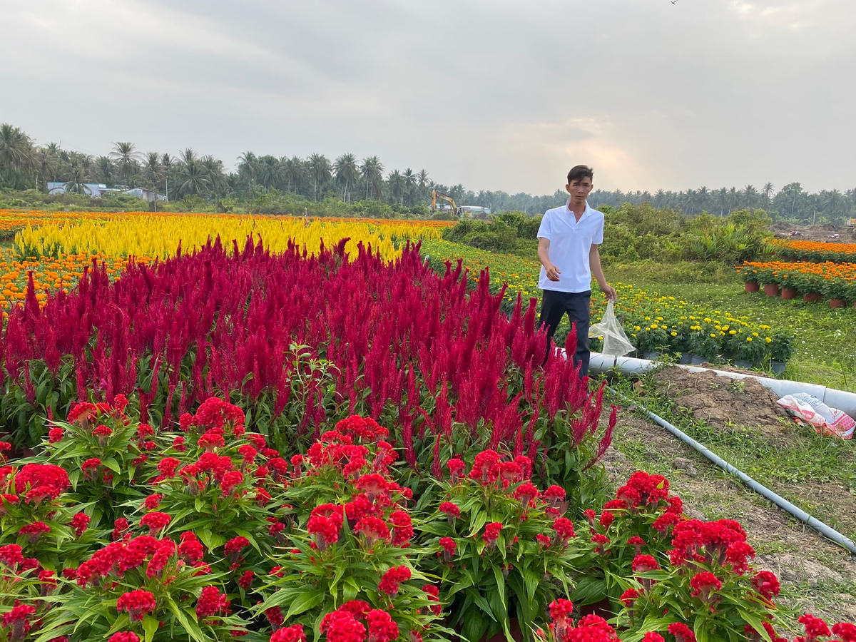 Hoa kiểng tết nở rộ thời điểm cuối năm. Giá bán cũng khá mềm, chỉ từ 100.000 đồng/cặp.