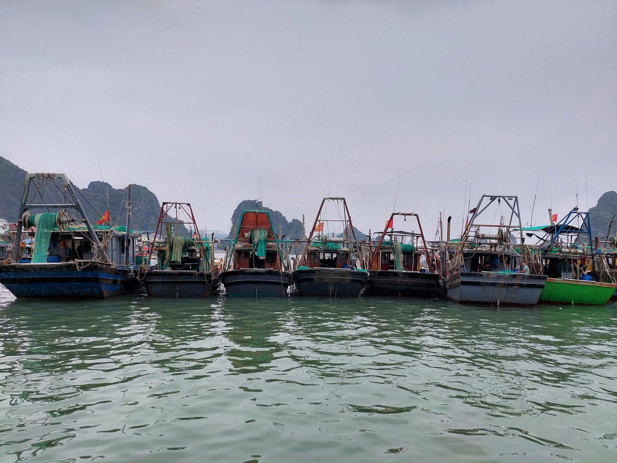 Đa số các tàu cá hoạt động khai thác hải sản chỉ đủ để duy trì sản xuất, một số tàu bị thua lỗ do doanh thu không đủ bù đắp lại chi phí và nhiều tàu cá chỉ đành đỗ bến do không đủ chi phí ra khơi.