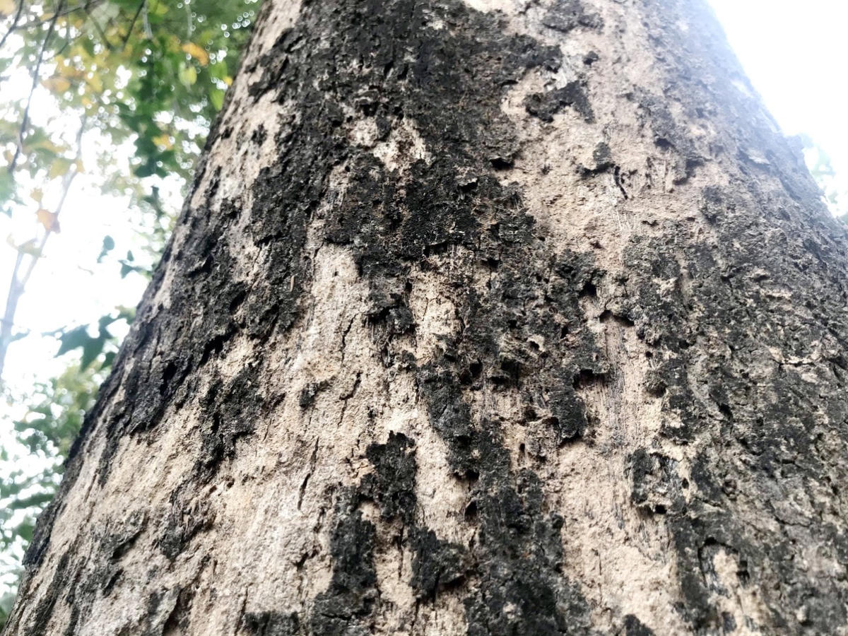 Thậm chí, tính từ bìa rừng, đi sau vào 5km, chúng ta sẽ bắt gặp những gốc cây 70-80 năm tuổi, có đường kính từ 1,5-2 m. Do gỗ đinh hương thuộc loại gỗ quý, nên để bảo vệ những "cụ" đinh hương như thế này, đòi hỏi sự đồng lòng, đoàn kết rất cao của người dân bản địa. 