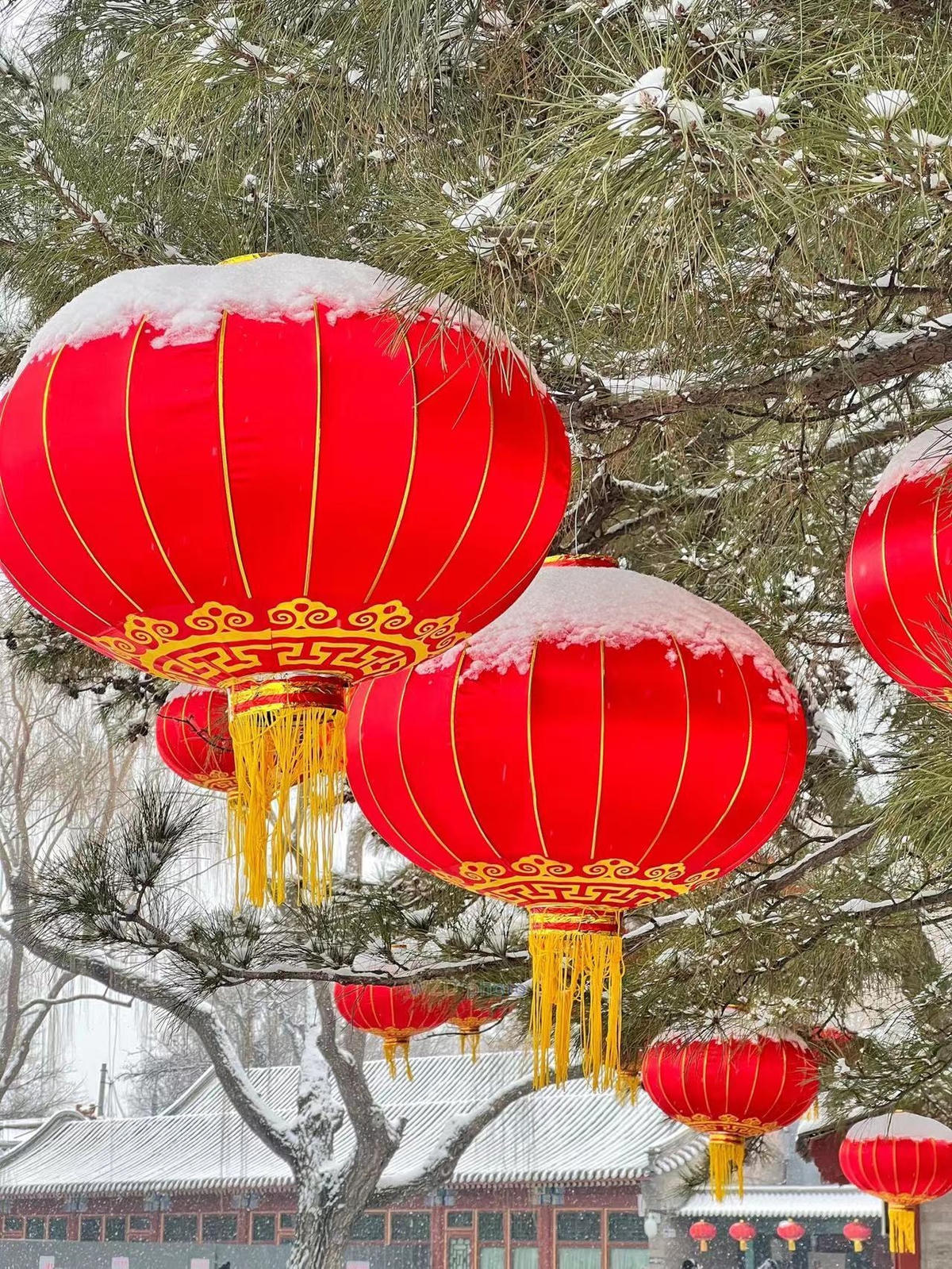 Những bông tuyết điểm một màu trắng thuần khiết giữa sắc đỏ rực bao quanh Tử Cấm Thành. Ảnh: CGTN.