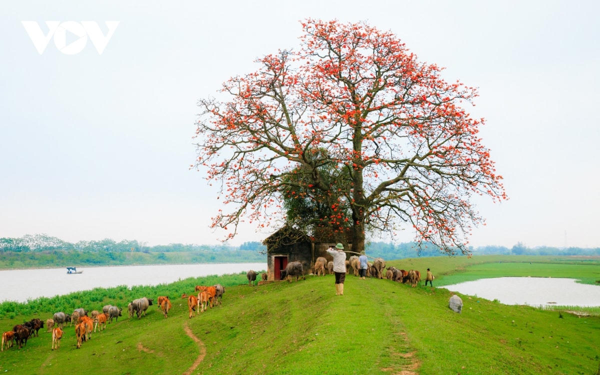 Cây gạo luôn gắn liền với đời sống người nông dân, với làng quê Việt Nam nên rất đỗi đời thường, mộc mạc nhưng cũng rất uy nghi, sừng sững. (Ảnh: Thành Sơn).