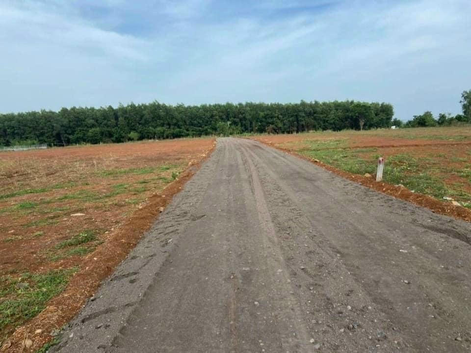 Còn đây là con đường tự mở trên đất trồng cây lâu năm, thuộc thửa 1107, tờ số 15 tại xã Long Tân, huyện Đất Đỏ.