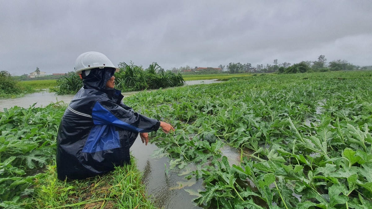 Dưa xanh, trái tốt được mùa nhưng mưa lớn đã làm người nông dân phải khổ.