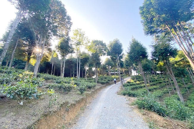 Au Tiên đẹp đến ngỡ ngàng. Ảnh: PLO.