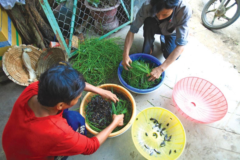 Phân loại cá.