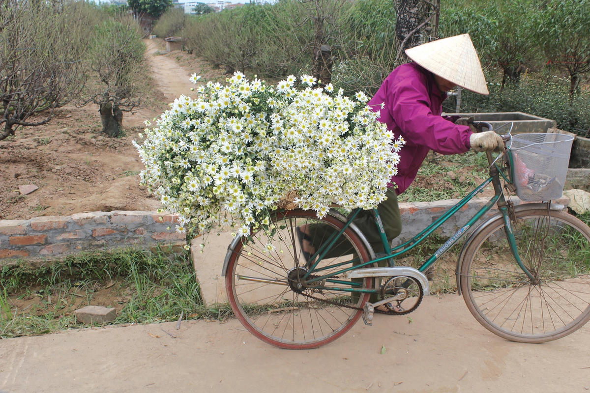 Năm nay hoa nở muộn hơn nhưng bông to và đẹp.
