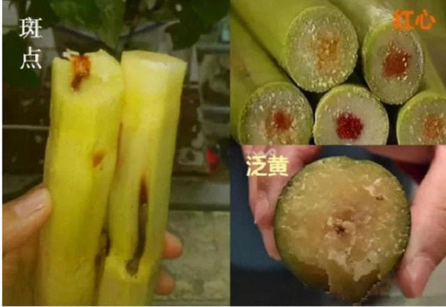 Mía có vết đỏ là mía bị nhiễm độc (ảnh minh họa).