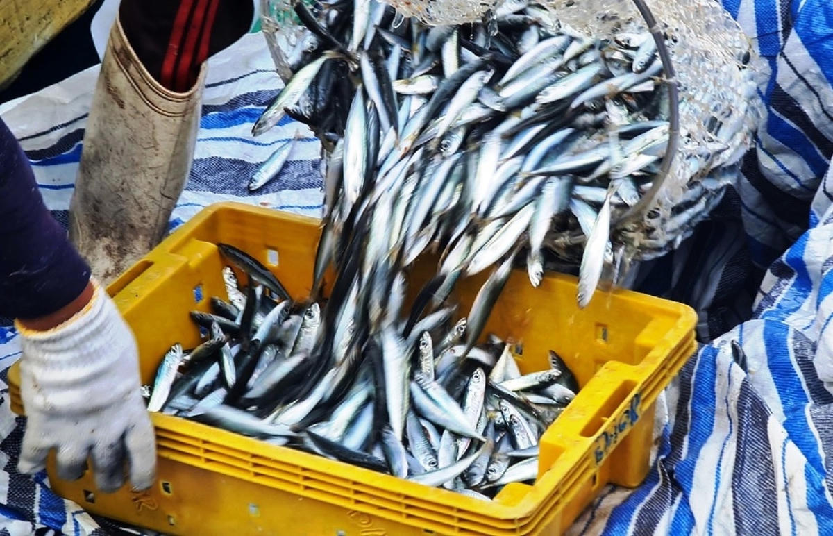 Cá nục được vớt từ khoang tàu bỏ vào sọt nhựa.