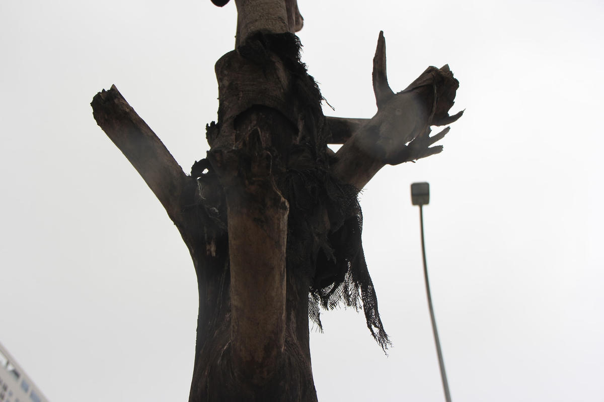 Những cây xanh ở đây chết khô đã lâu có dấu hiệu mục nát.