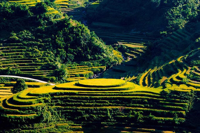 Fansipan mùa lúa chín đẹp ngất ngây