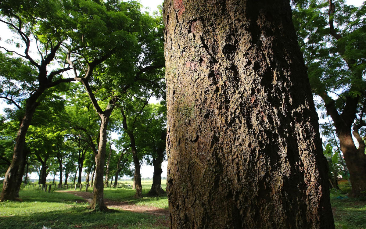 Với người dân Sơn Tây, khu rừng lim còn có ý nghĩa tâm linh, họ coi đây là khu rừng thiêng với nhiều câu chuyện kỳ lạ. Không một ai xâm phạm cánh rừng này dù chỉ là một cành củi.