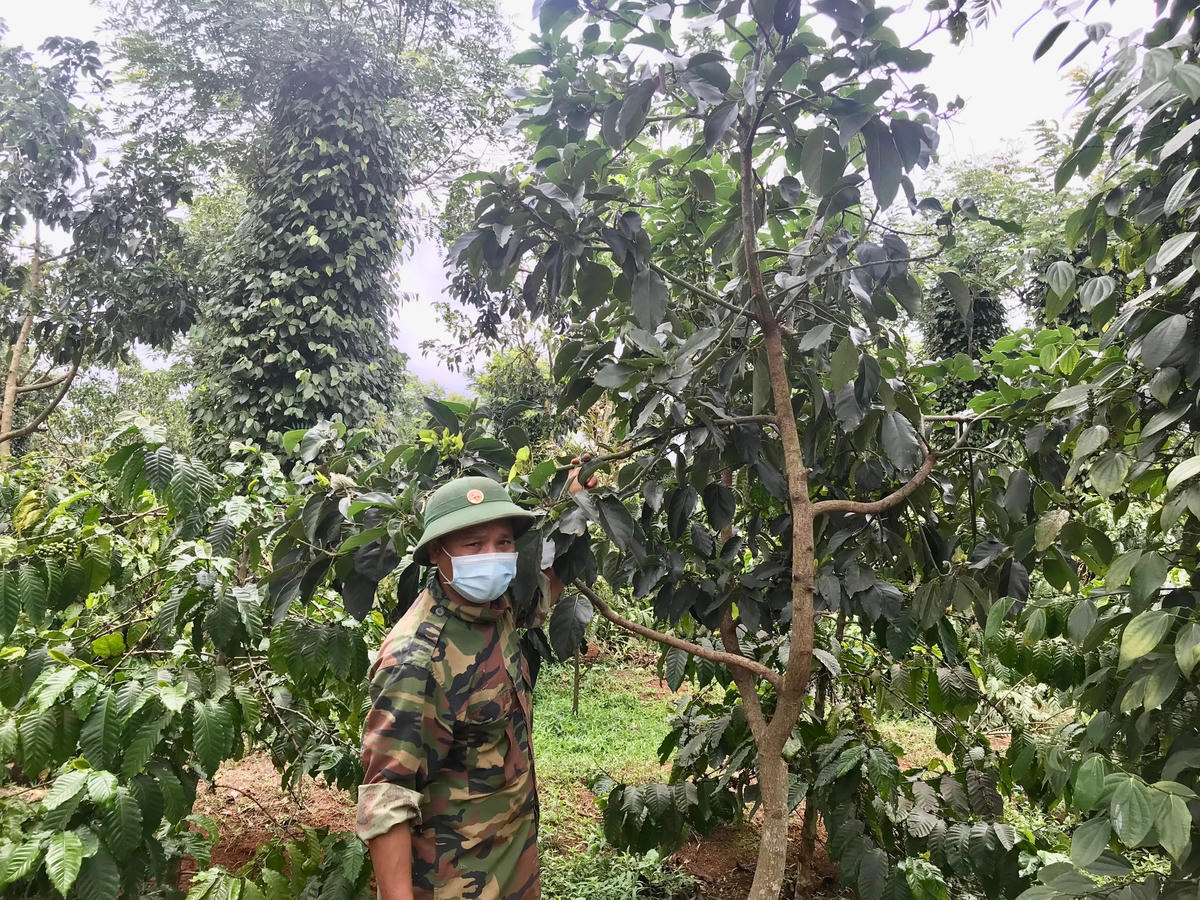 Anh Thắng chăm lại vườn bơ cho vụ sau.
