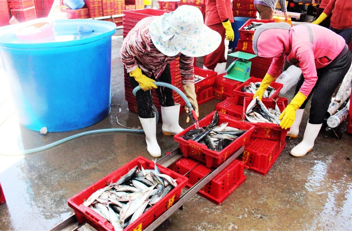 Cá về từ Hoàng Sa.