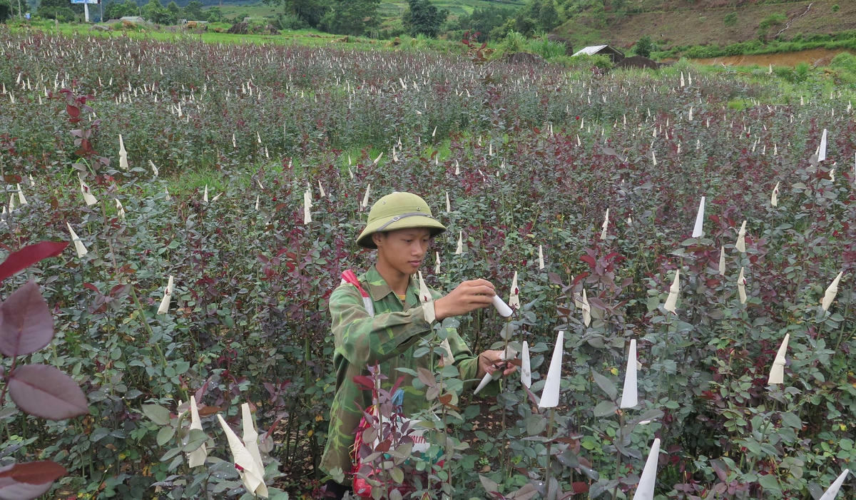 Mô hình trồng hoa hồng của nông dân Lai Châu cho hiệu quả kinh tế cao.