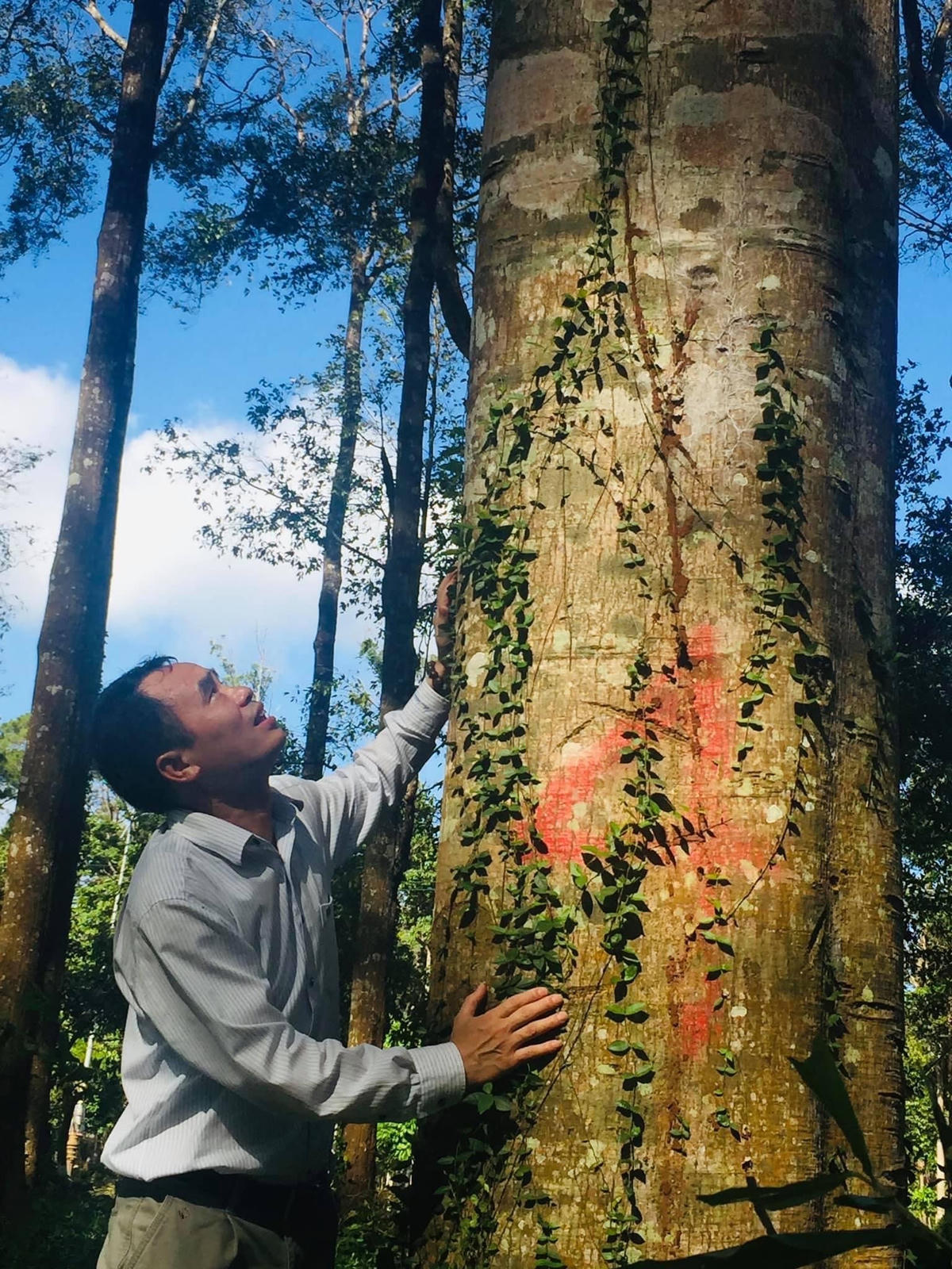 Ông Nguyễn Văn Tưởng, Chủ tịch Công ty Trầm Hương Khánh Hòa bên cây trầm trăm tuổi. 
