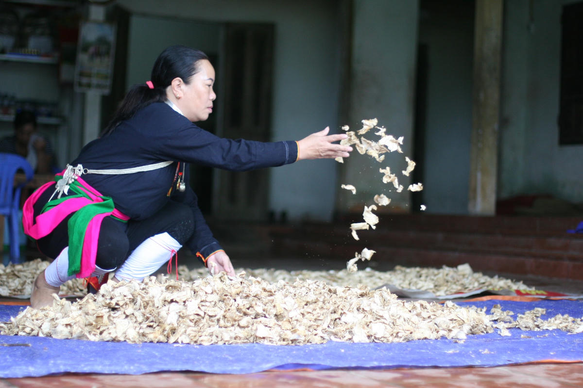 Một thầy lang ở Ba Vì phơi khô dược liệu. Ảnh: Nam Anh.