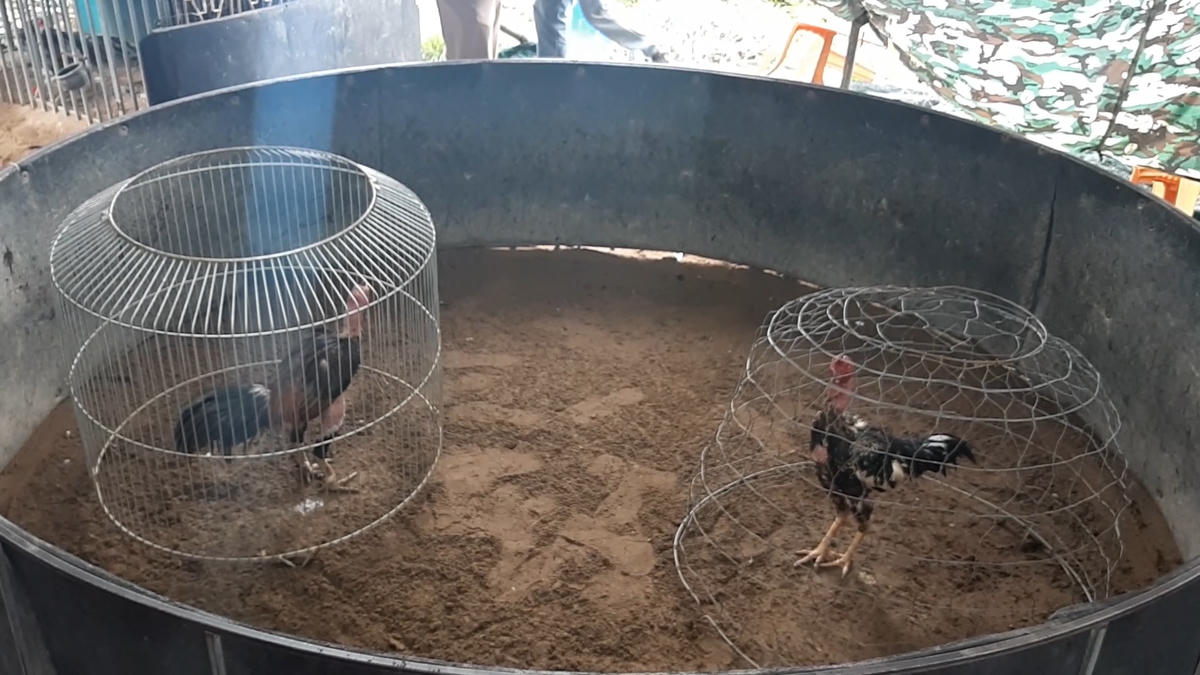 Vây bắt trường đá gà, tạm giữ hơn 100 triệu đồng