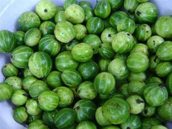 Cà đắng