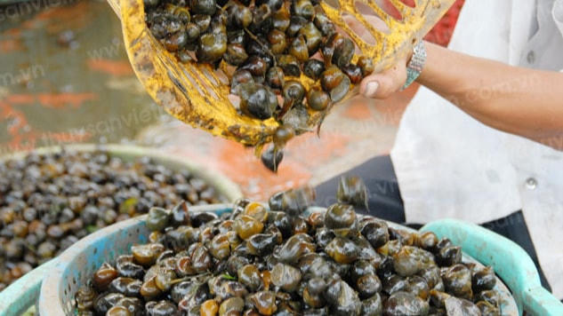 Nuôi ốc nhồi cho thu nhập cao.