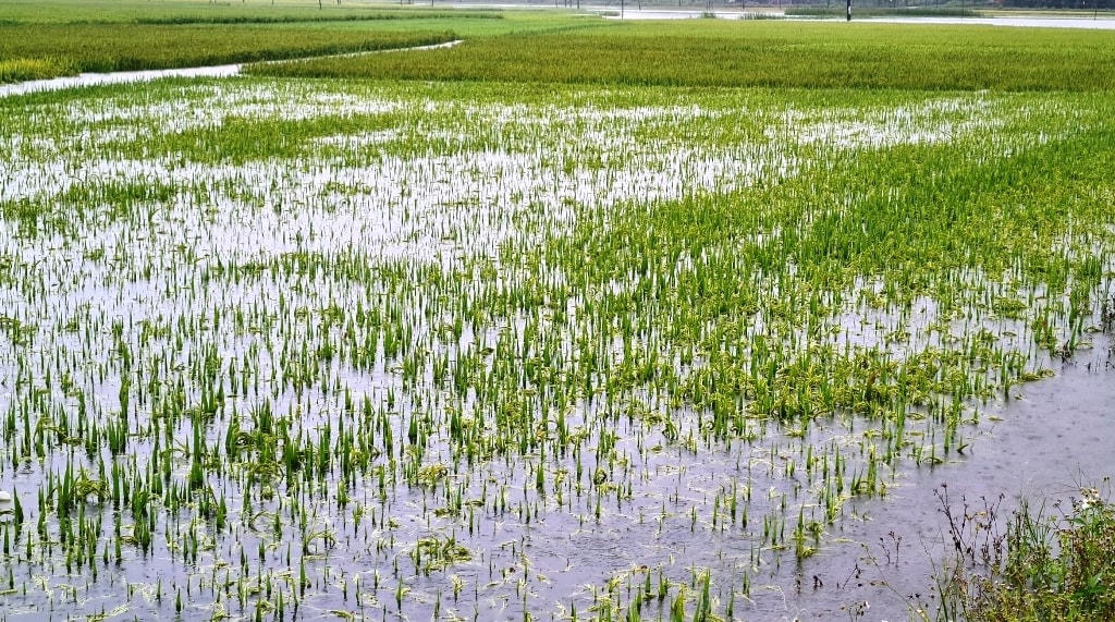 Diện tích lúa đang trổ đòng bị ngập nước hư hỏng.