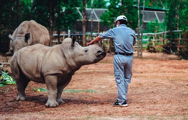 Kỷ lục 4 tê giác con chào đời trong vòng 16 tháng tại Vinpearl Safari