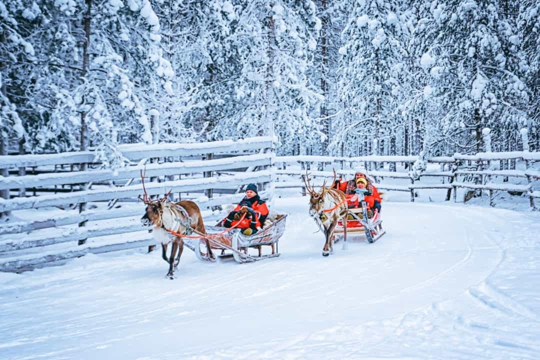 Tuần lộc trượt tuyết - Tại sao phải đi bộ quanh Rovaniemi khi bạn có thể đi xe trượt tuyết với những chú tuần lộc? Phương thức vận tải thú vị này cũng là một trong những cách thiết thực nhất để đi lại ở đây.
