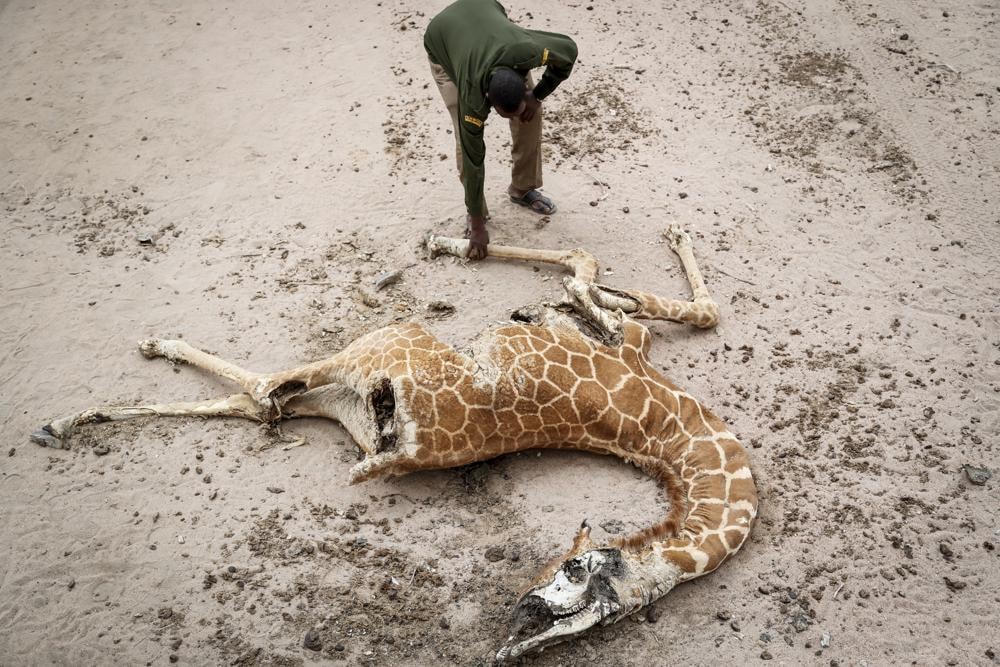 Một con hươu cao cổ chết vì đói gần làng Matana, hạt Wajir, Kenya. Ảnh: AP.