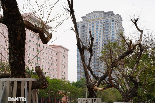 Theo ghi nhận của phóng viên, nhiều cây sưa đỏ tại đây đã trơ trụi lá, mục nát từ thân xuống gốc cây. Một số cây đã bị bong tróc vỏ, trơ lõi, không còn khả năng sống sót.  