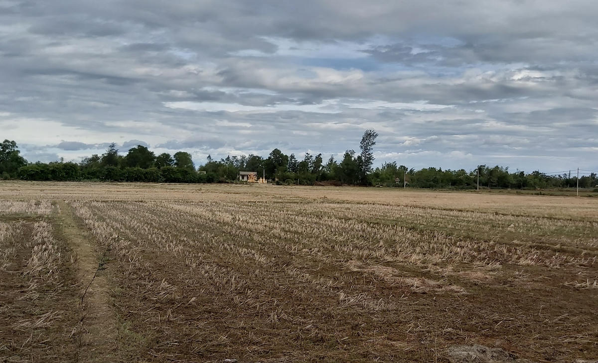  Nhiều cánh đồng lúa tại tỉnh Quảng Trị chết cháy do thiếu nước tưới.