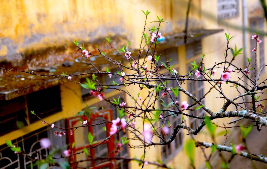 Đào được trồng quanh nhà.