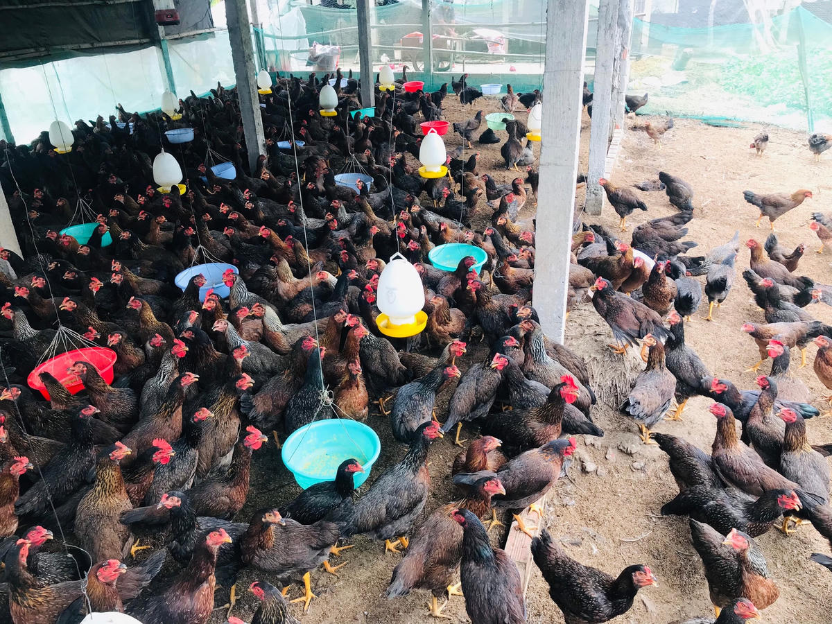 Hàng ngàn con gà của gia đình ông Tấn chưa bán được. Ảnh: Ánh Hồng.