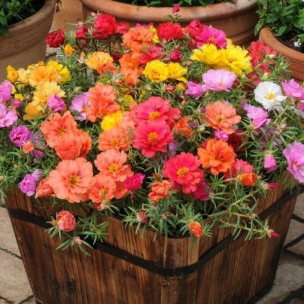 Hoa mười giờ kép là loài hoa dễ trồng.