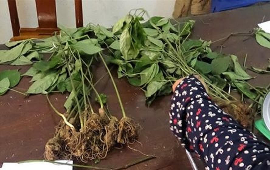 Số cây sâm Ngọc Linh đối tượng Bình nhổ trộm. Ảnh CA cung cấp.
