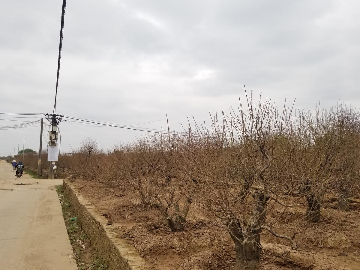 Những vườn đào đã được tuốt sạch lá